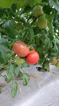 トマト収穫開始