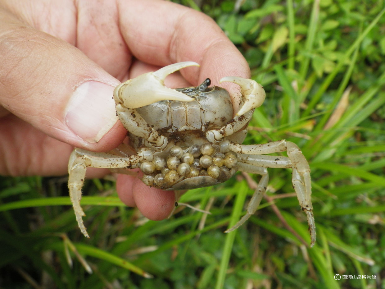 サワガニ.面河渓の画像