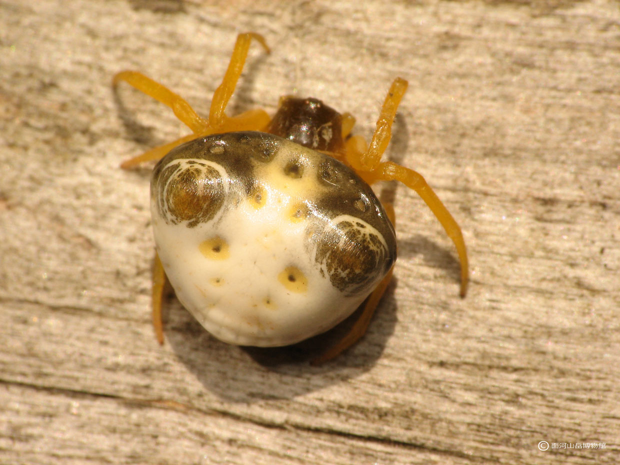 トリノフンダマシ.久万高原町の画像