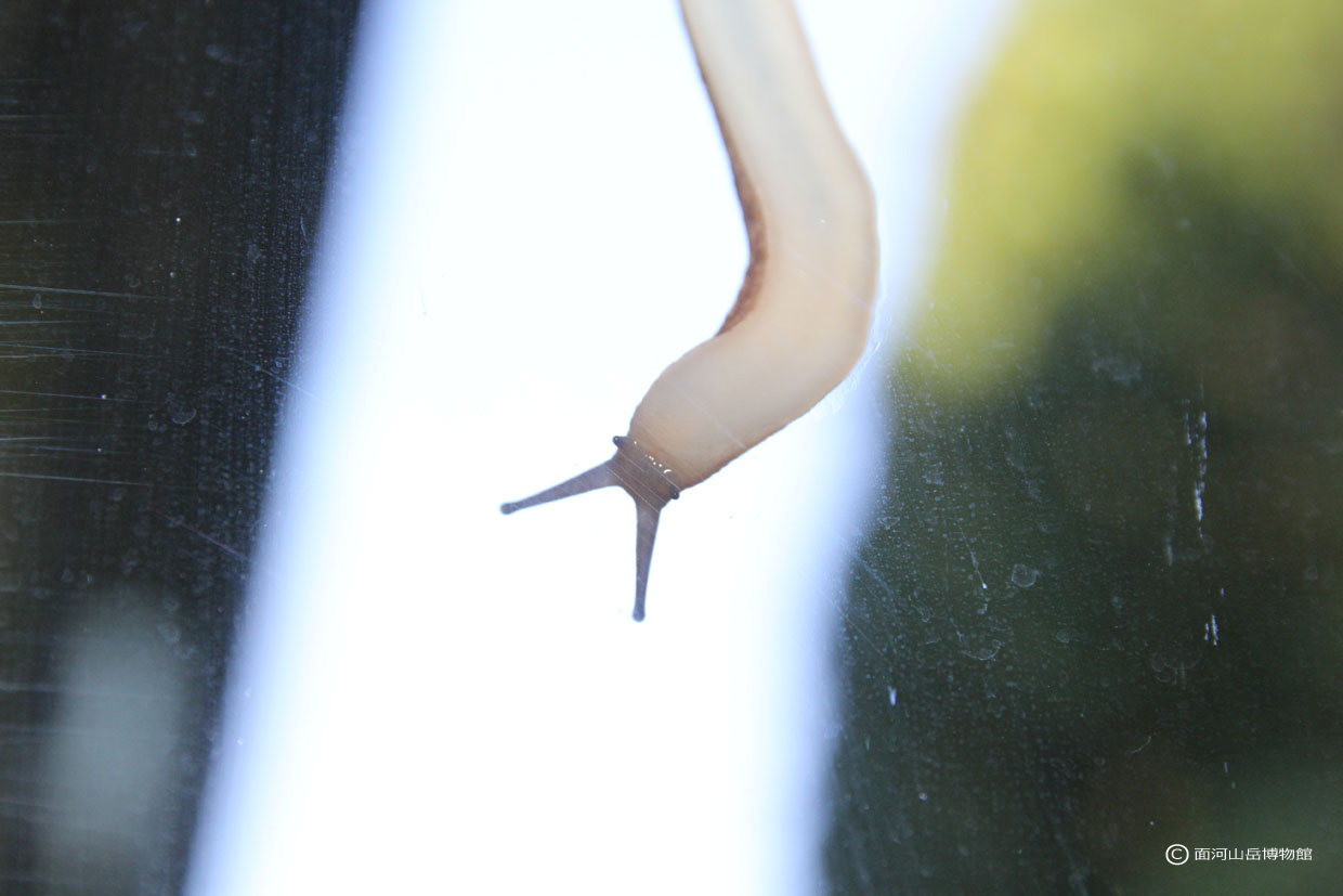 ヤマナメクジ.面河渓の画像