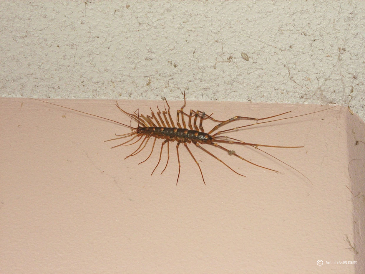 オオゲジ.久万高原町渋草の画像