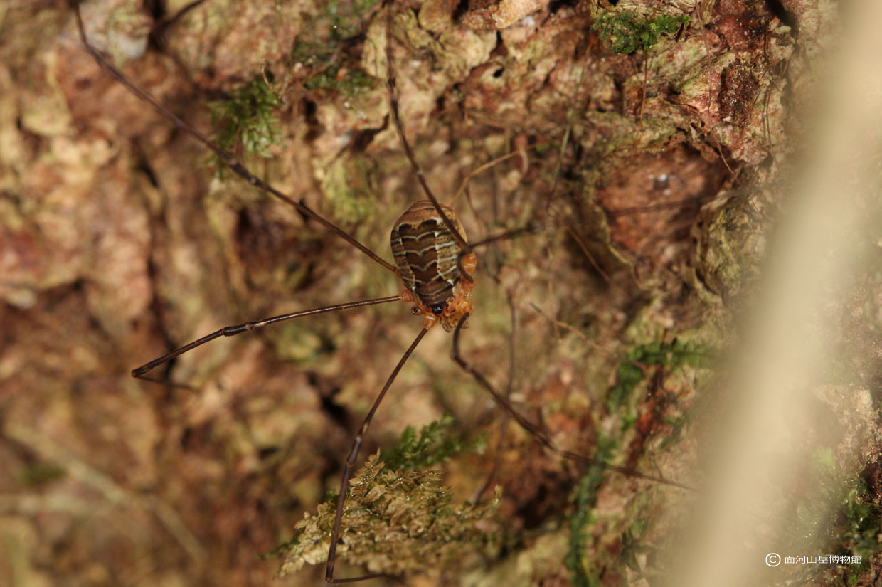 ザトウムシの一種.面河渓の画像
