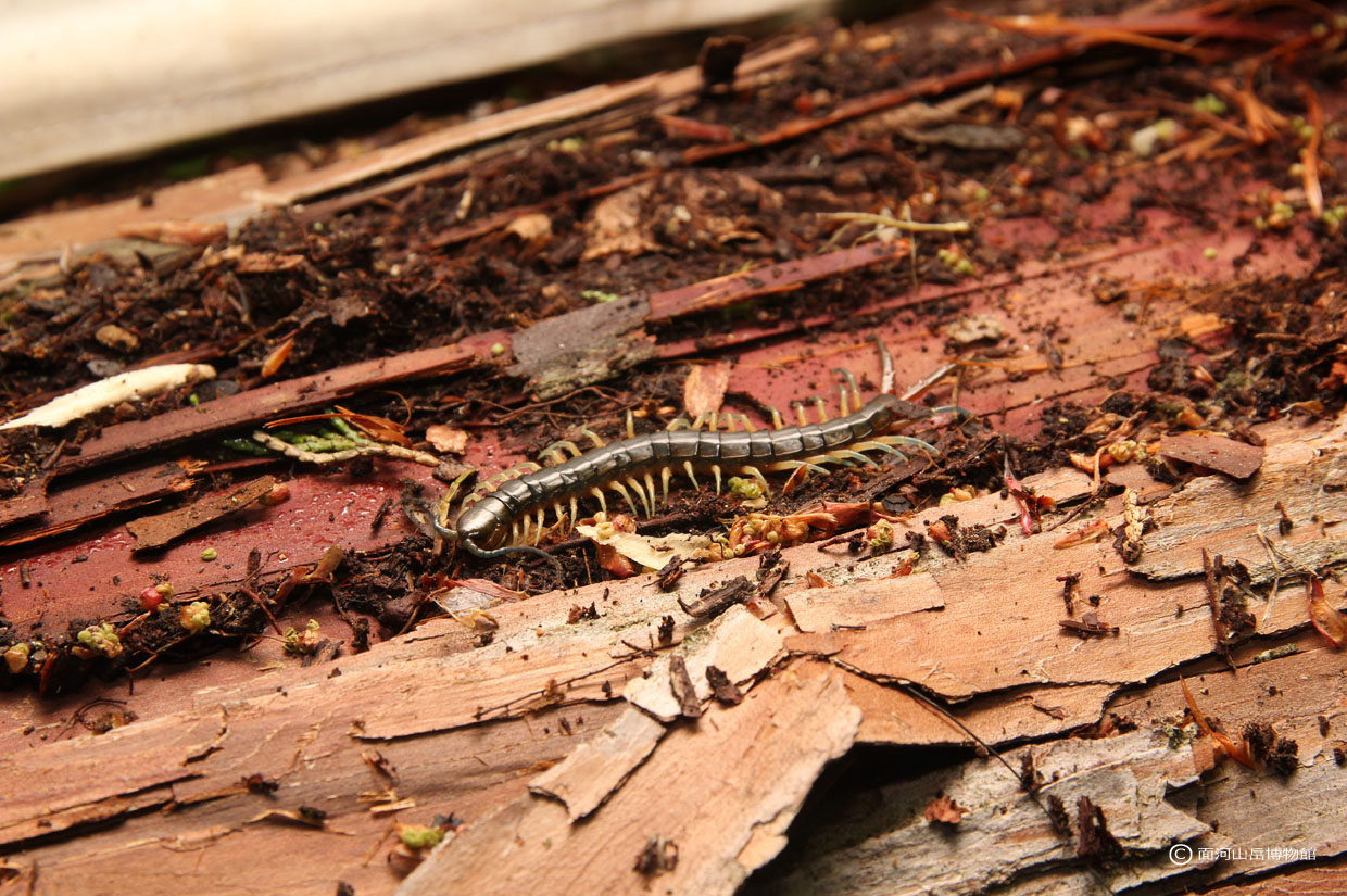 アオズムカデ.面河渓の画像