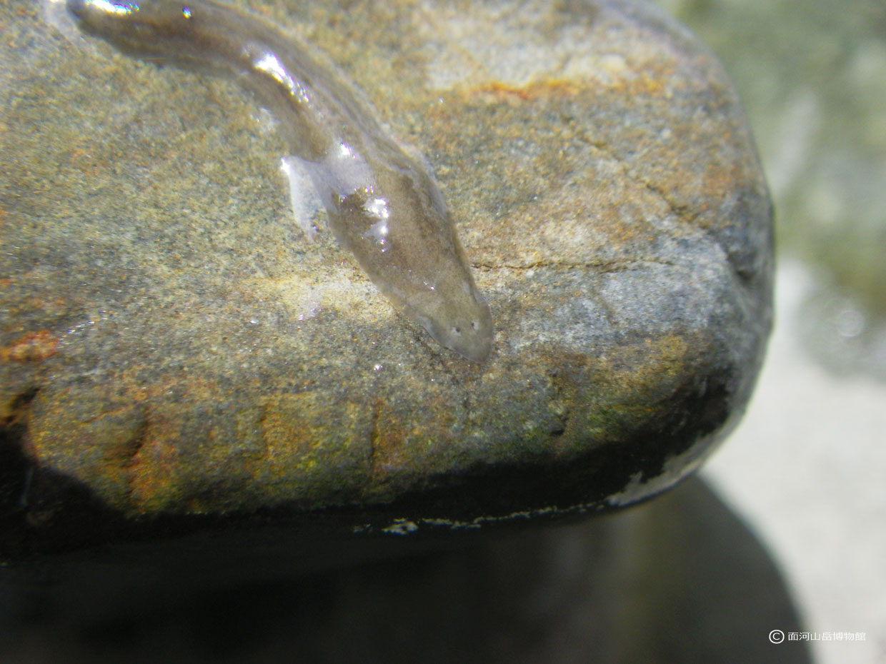 ウズムシの一種.面河渓の画像