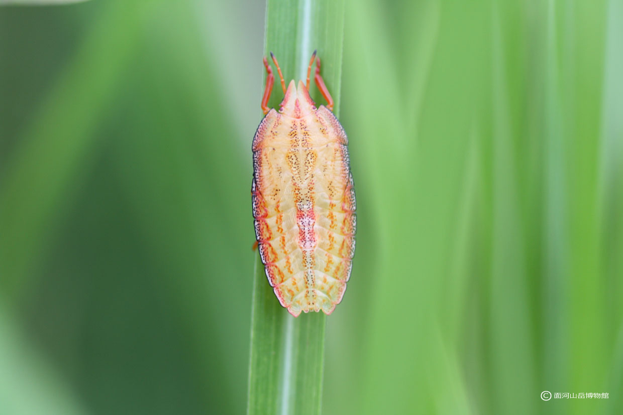 エビイロカメムシの幼虫の画像