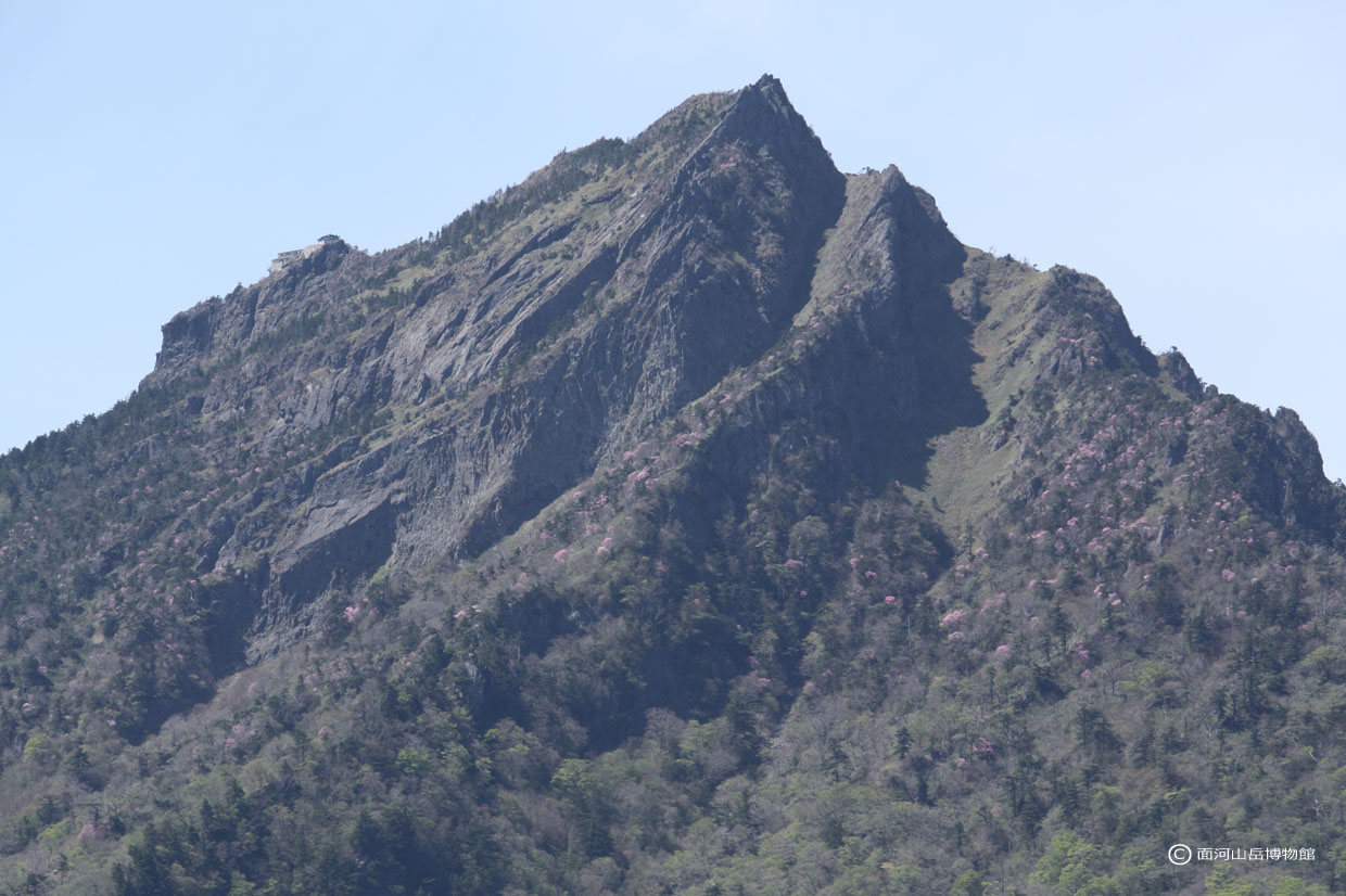 石鎚山頂近くのアケボノツツの画像