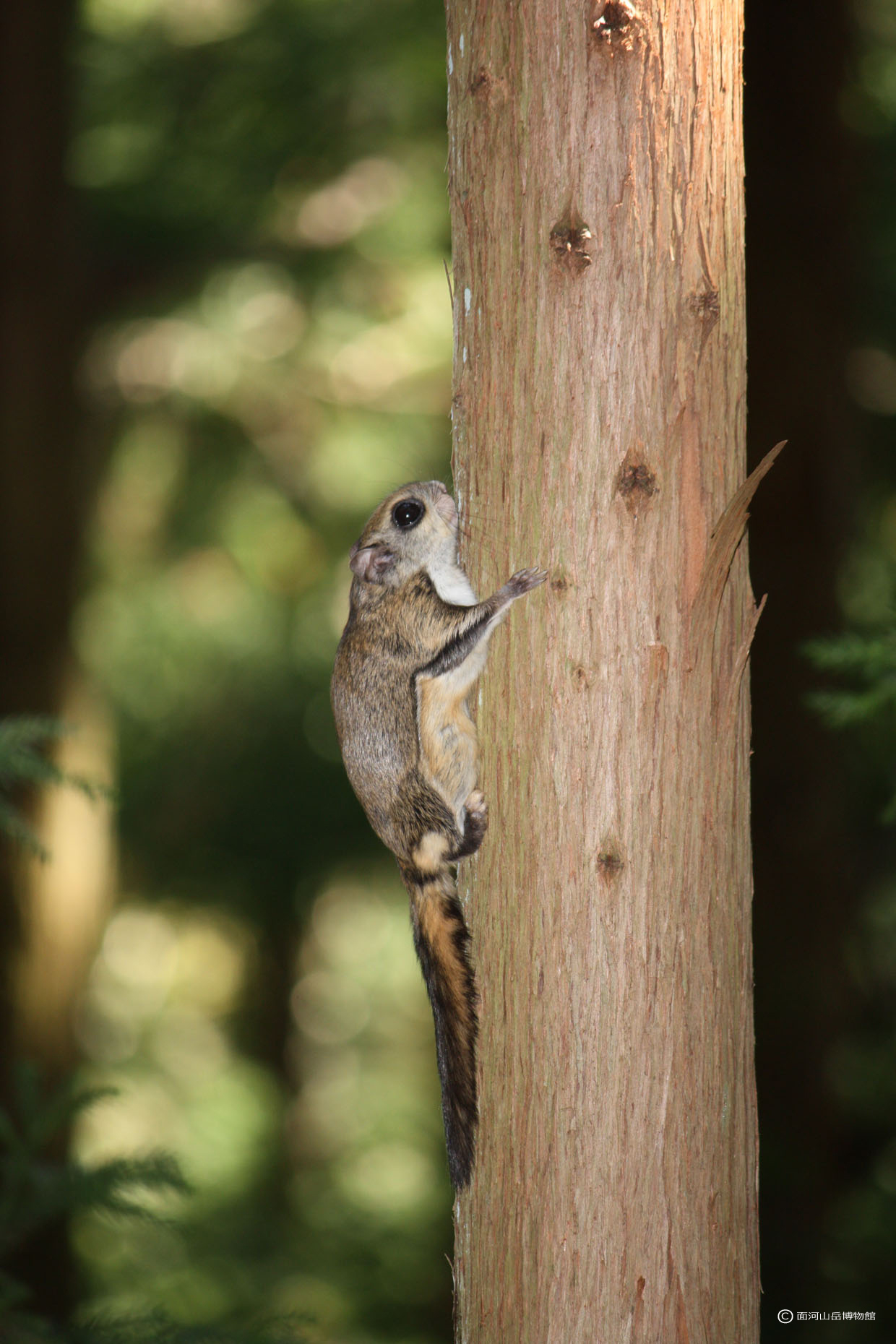 面河山岳博物館の写真館 哺乳類 久万高原町ホームページ