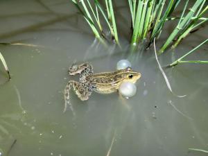 トノサマガエル