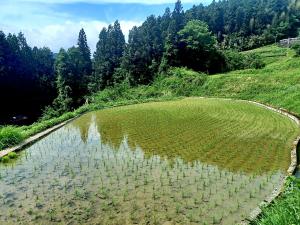水田