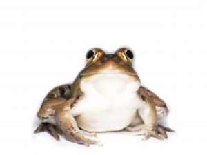 トノサマガエル正面