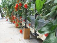 トマト養液栽培実習温室の画像