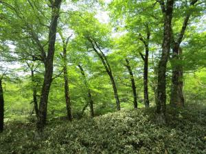 ブナ原生林の様子